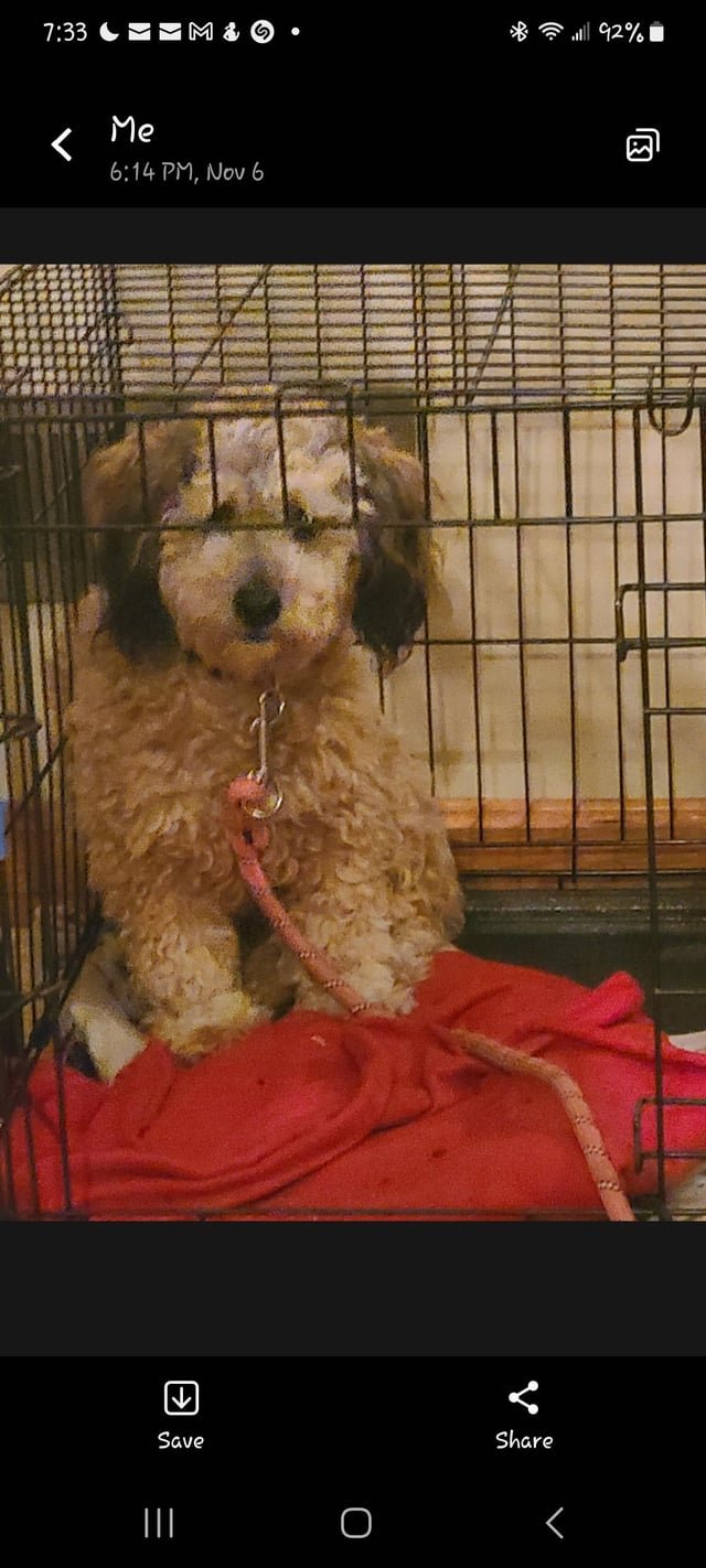 Lost Pet in Louisville, Kentucky — listing photo