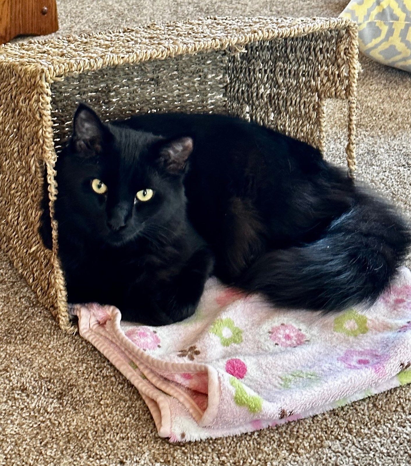 Lost Cat in Broomfield, Colorado — listing photo