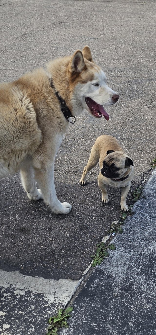 Lost Dog in San Diego, California — Anyone looking for 2 dogs? Found near imperial beach