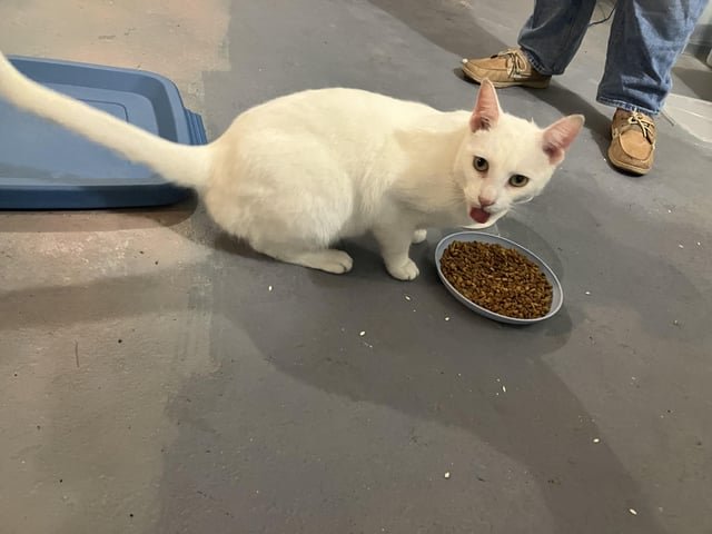 lost cat in Indianapolis, Indiana