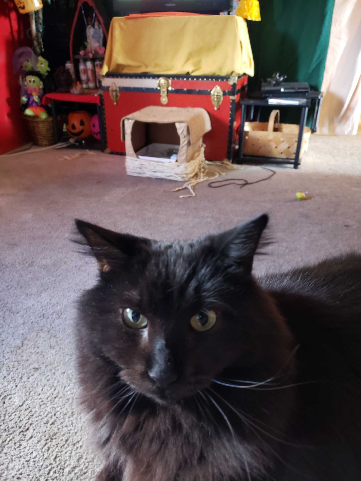 Lost Cat in Colorado Springs, Colorado — listing photo