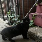 lost cat in Chicago, Illinois