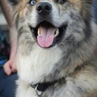 lost dog in Lawrence, Indiana