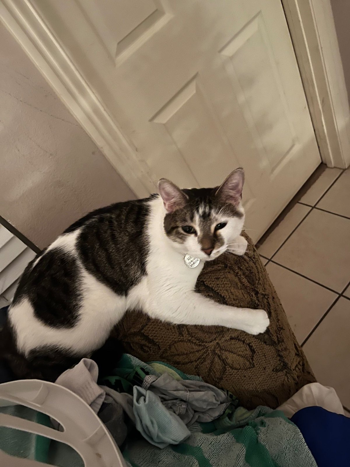Lost Cat in Van Buren — listing photo