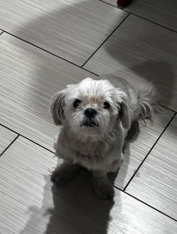 Lost Dog in Surprise, Arizona — listing photo