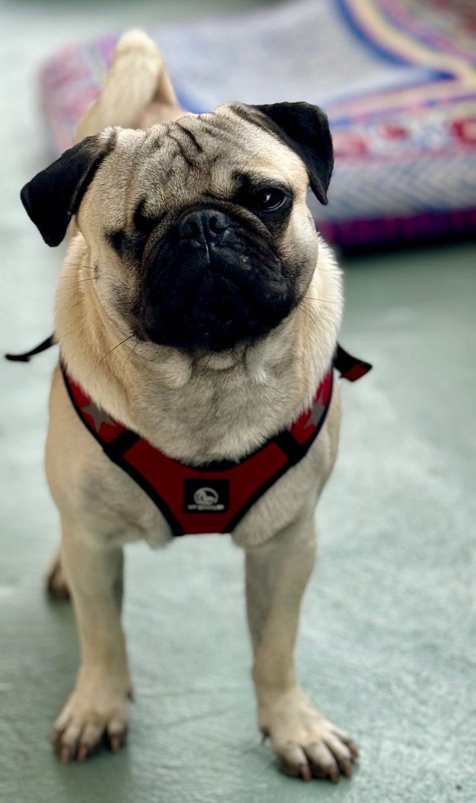 Lost Dog in Los Angeles, California — listing photo