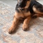 found dog in Wichita, Kansas