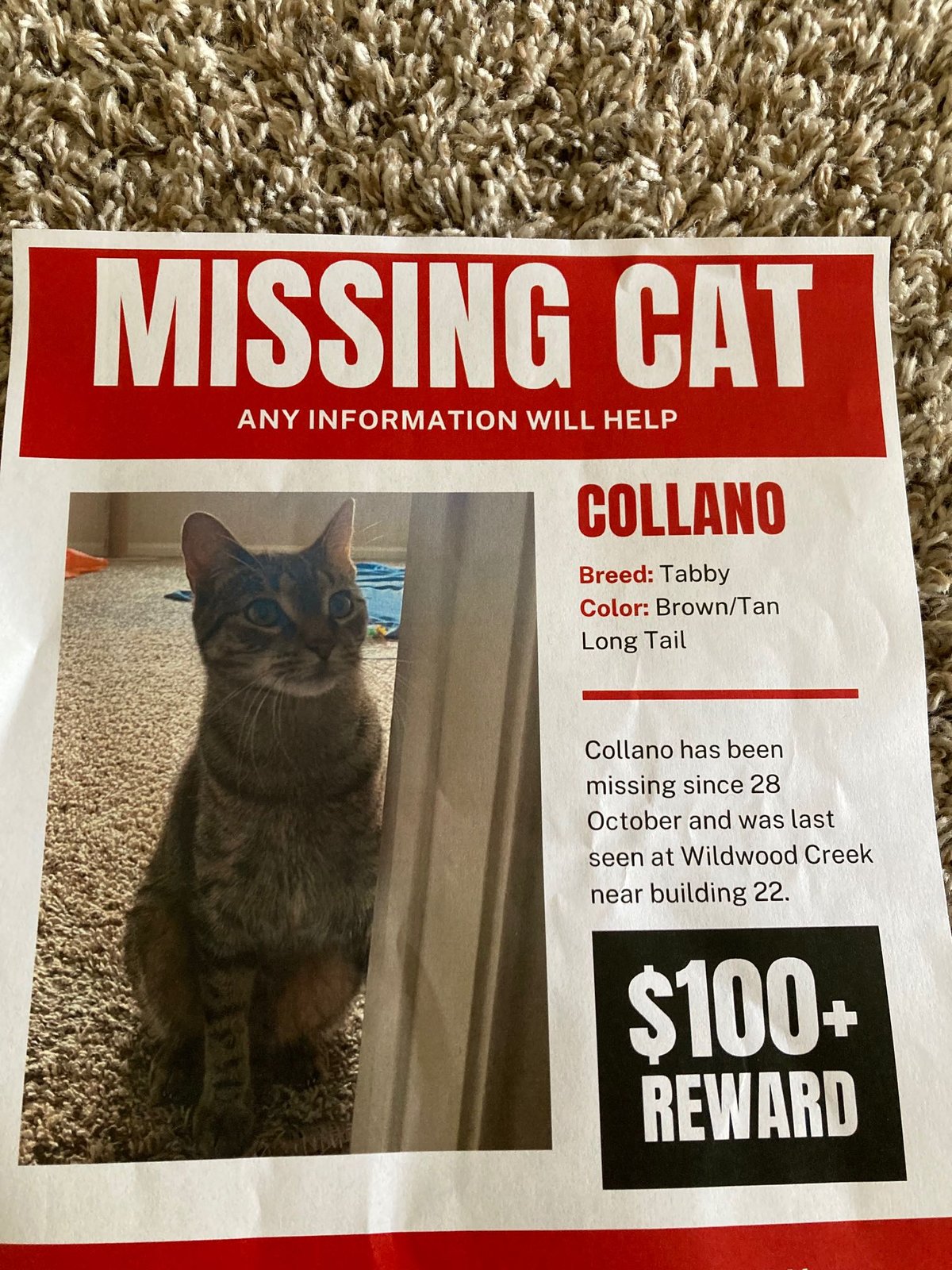 Lost Cat in Grapevine, Texas — listing photo