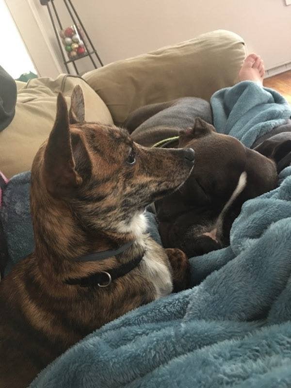 Lost Pet in New York, New York — My friend lost her dog in Oneota, NY. 1 y/o brindle chihuahua. Last seen on 14 Center Street…