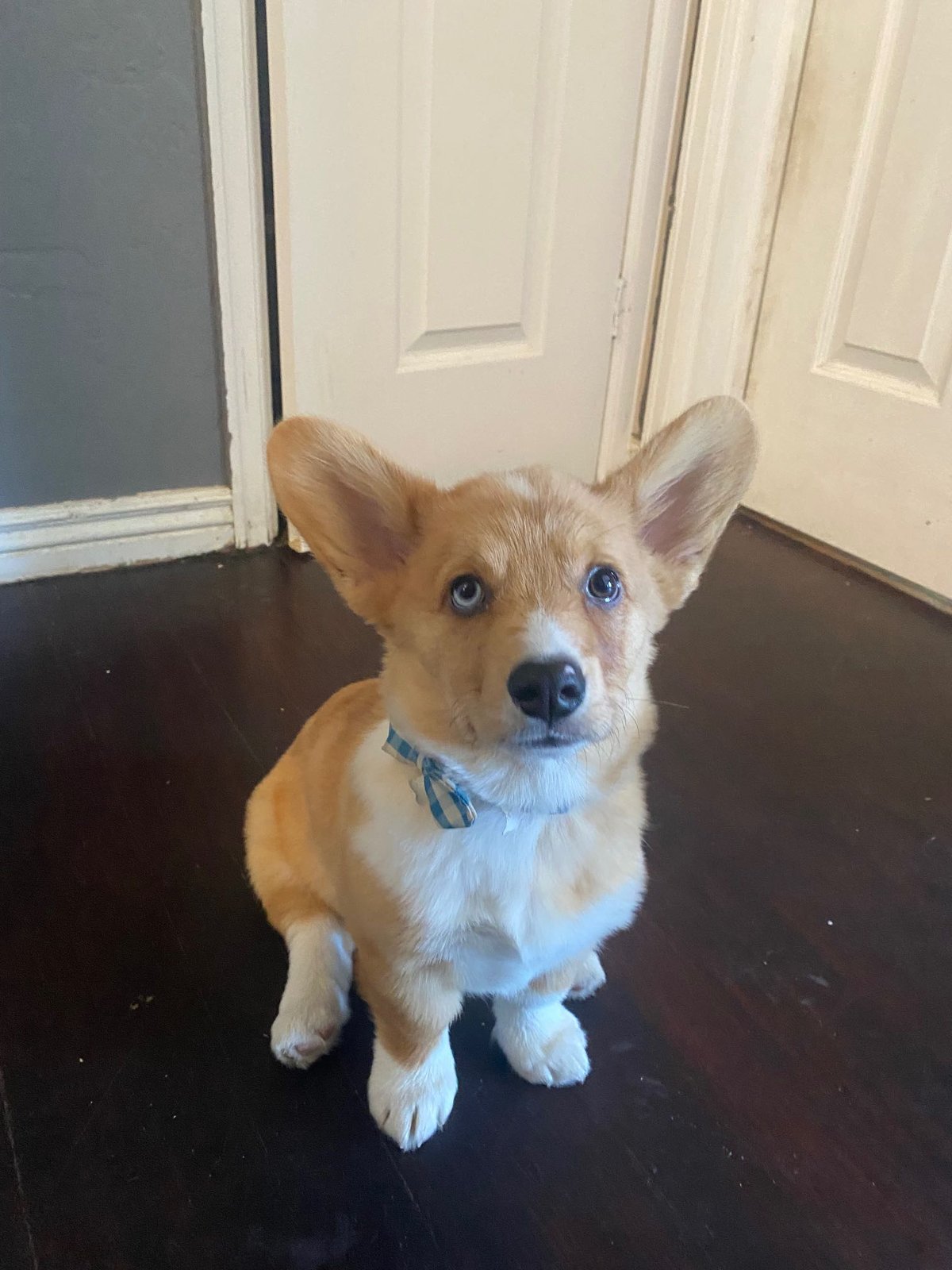 Lost Dog in Lakewood, Ohio — listing photo