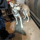found dog in Anchorage, Alaska