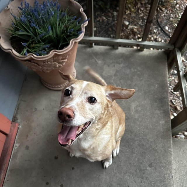 lost dog in Austin, Texas