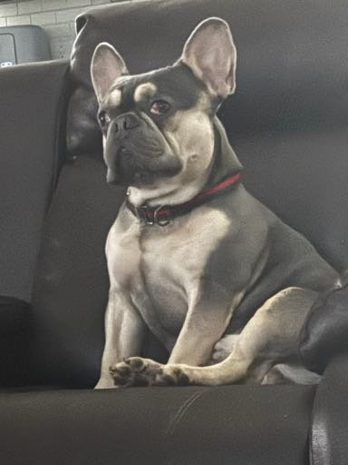 Lost Dog in Wimauma — listing photo