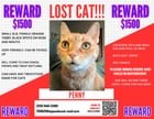 Lost Dog in Philadelphia, Pennsylvania — My Penny Cat is Missing!