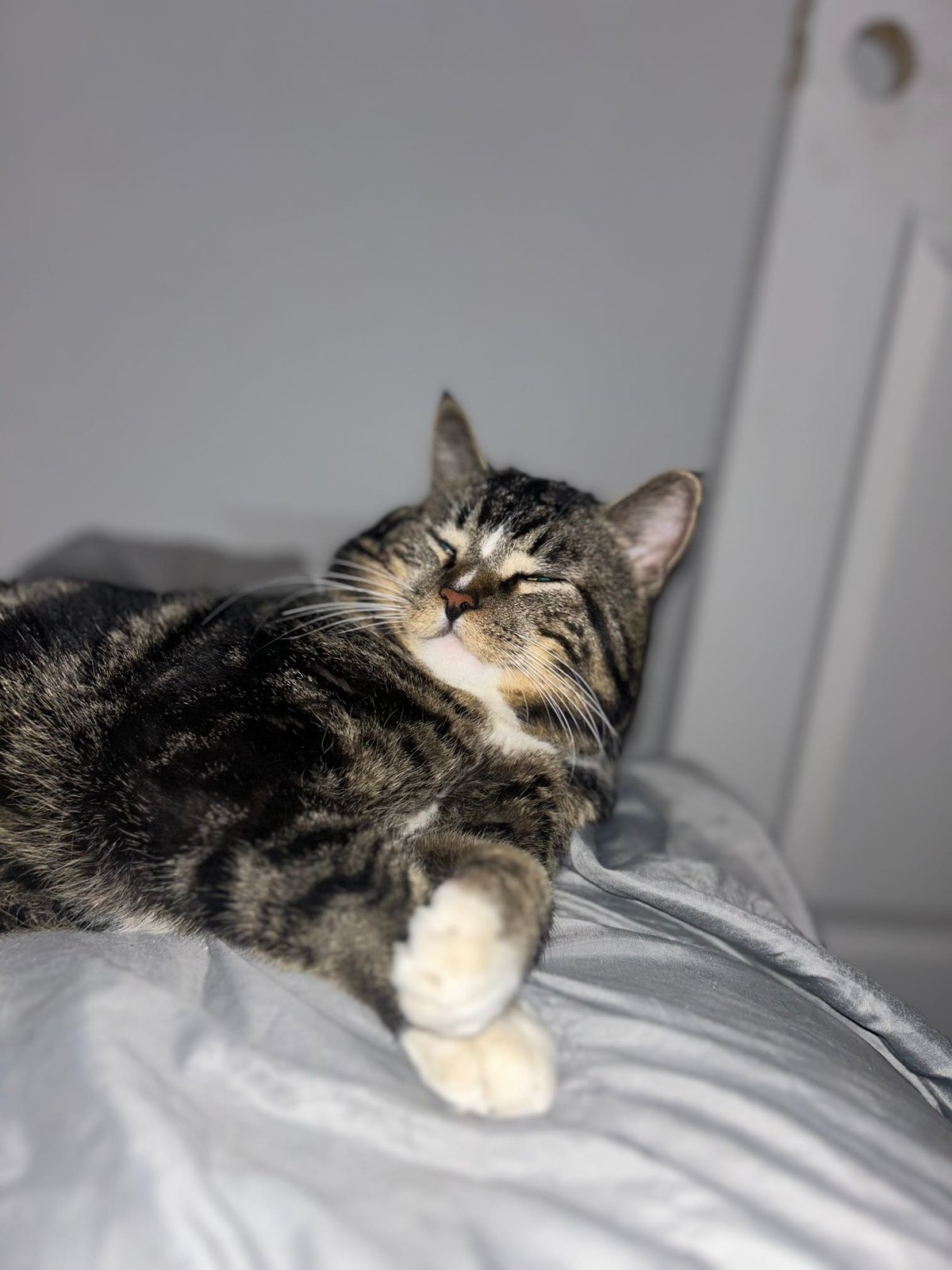 Lost Cat in Kannapolis, North Carolina — listing photo