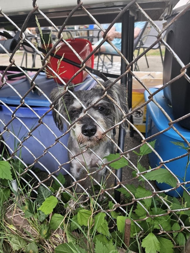 lost pet in Buffalo, New York