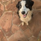 Found Dog in Albuquerque, New Mexico — listing photo
