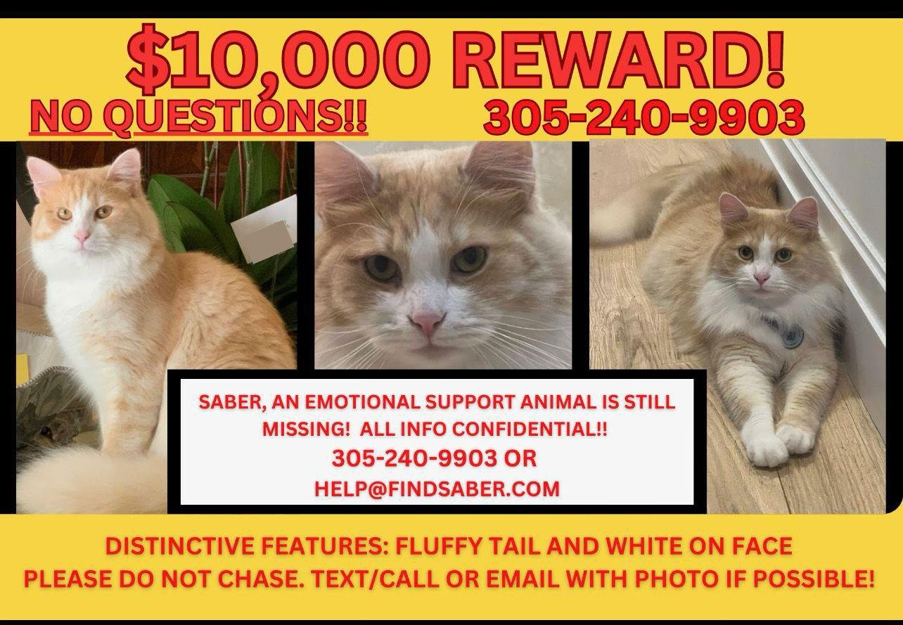 Pet alert in Miami, Florida — Help find a friend’s cat