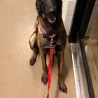 Found Dog in Denver, Colorado — listing photo