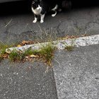 lost cat in San Francisco, California