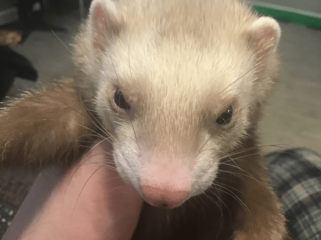 Lost Pet in K — listing photo
