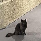 found cat in Los Angeles, California