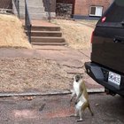 Lost Pet in K — Is this AI/photoshop?