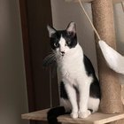 Lost Cat in Wichita, Kansas — listing photo