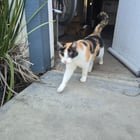 Lost Cat in Sacramento, California — listing photo
