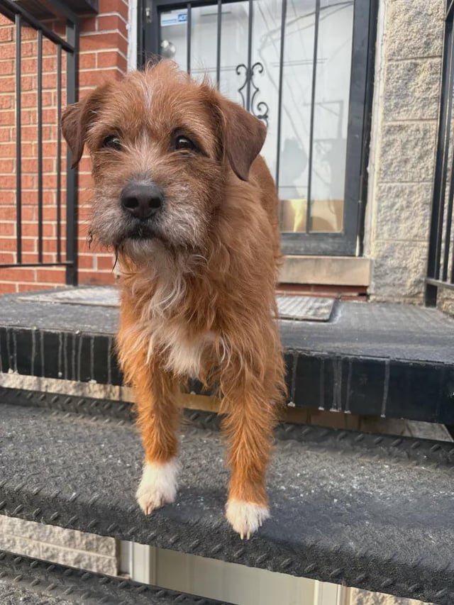 Lost Dog in Chicago, Illinois — listing photo