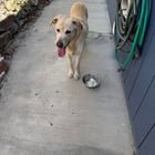 found dog in Reno, Nevada