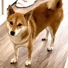 lost dog in San Jose, California