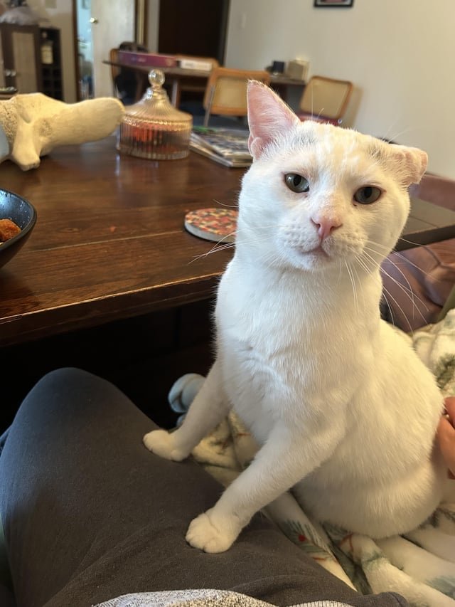 lost cat in Anchorage, Alaska