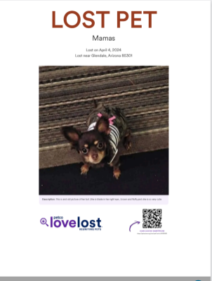 Lost Dog in Glendale, Arizona — listing photo