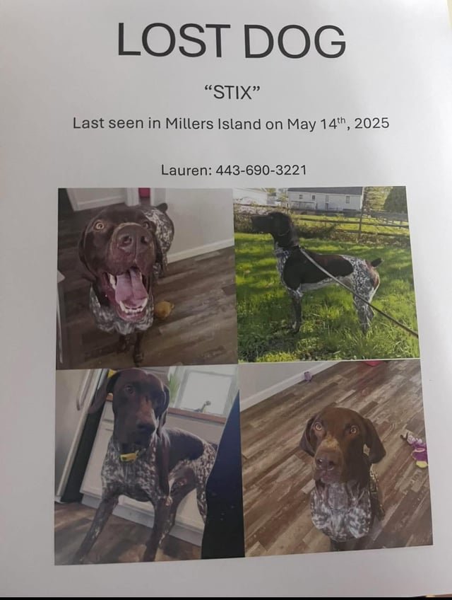 Lost Dog in Baltimore, Maryland — listing photo