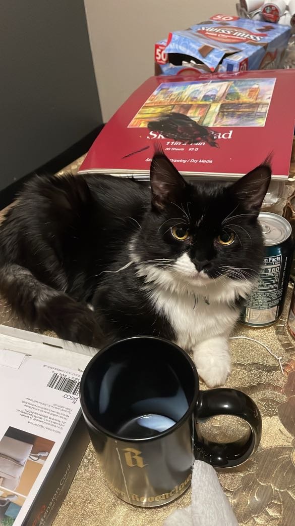 Lost Cat in San Jose, California — listing photo