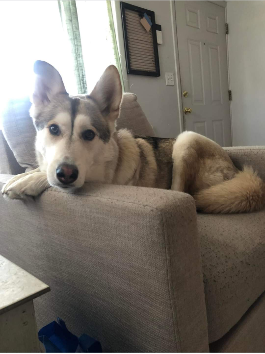 Lost Dog in Salem, Oregon — listing photo