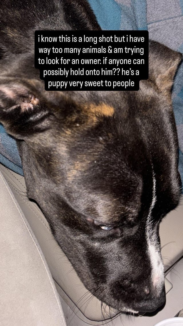Lost Dog in Jacksonville, Florida — listing photo