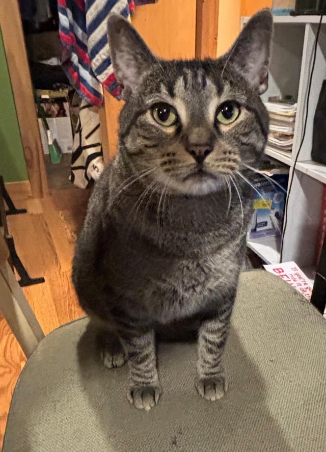 lost pet in Portland, Oregon