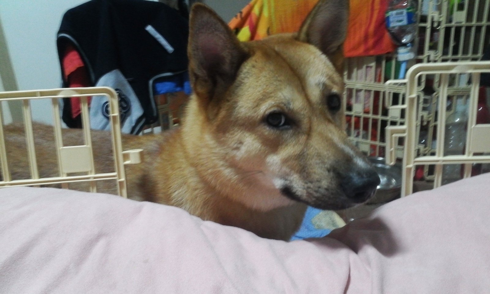 lost pet in New York, New York
