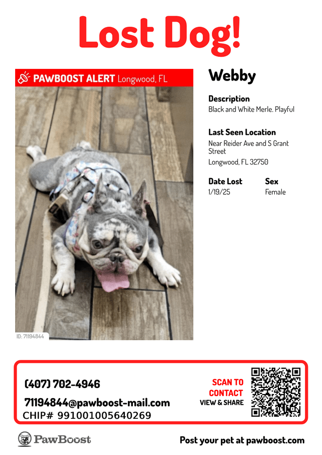 lost dog in Longwood