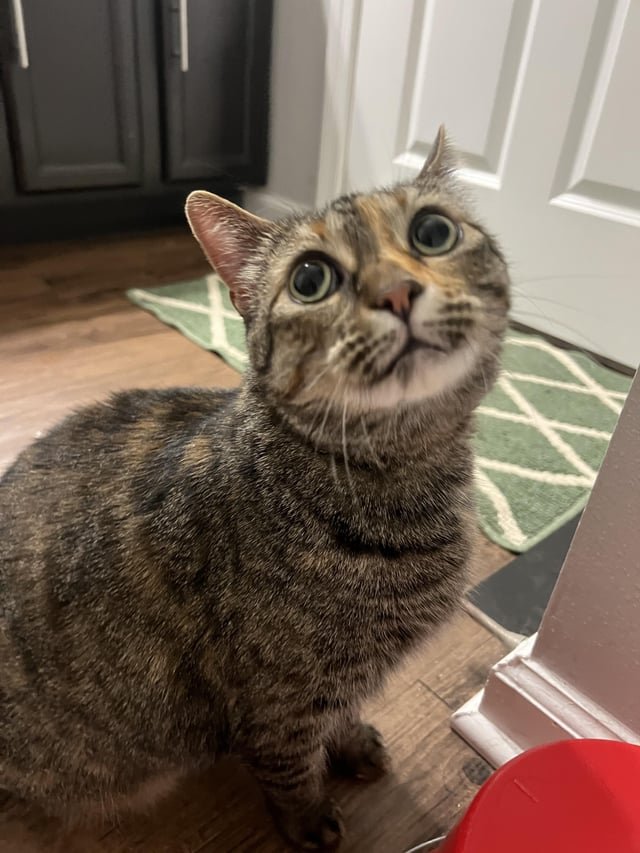 lost cat in Nashville, Tennessee