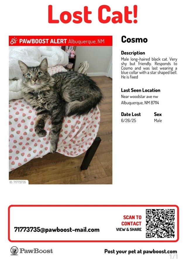 lost cat in Albuquerque, New Mexico