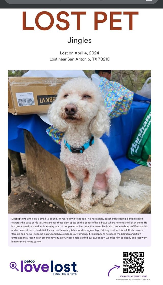Lost Dog in San Antonio, Texas — listing photo