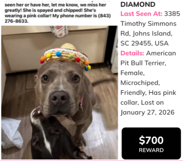 Lost Dog in Johns Island — listing photo