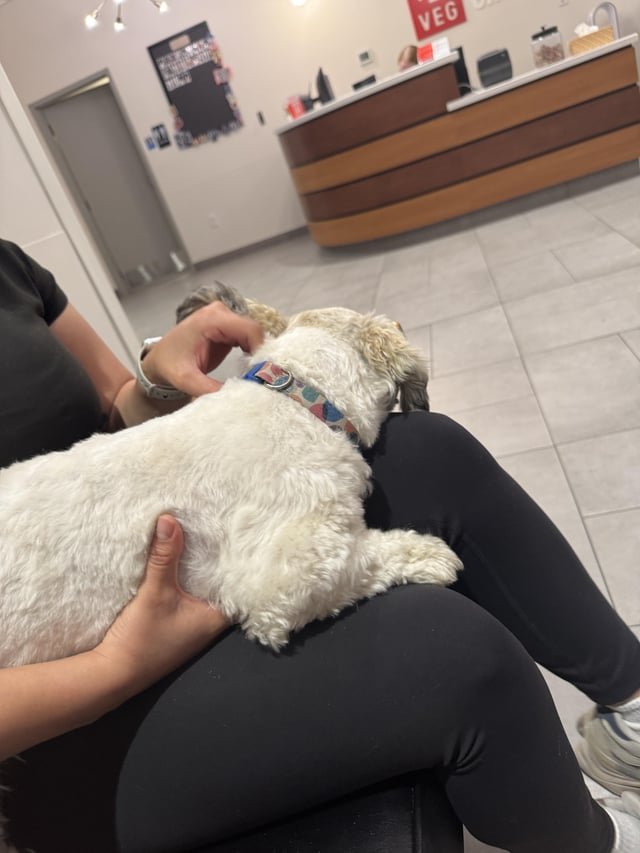 Found Dog in Fort Worth, Texas — listing photo