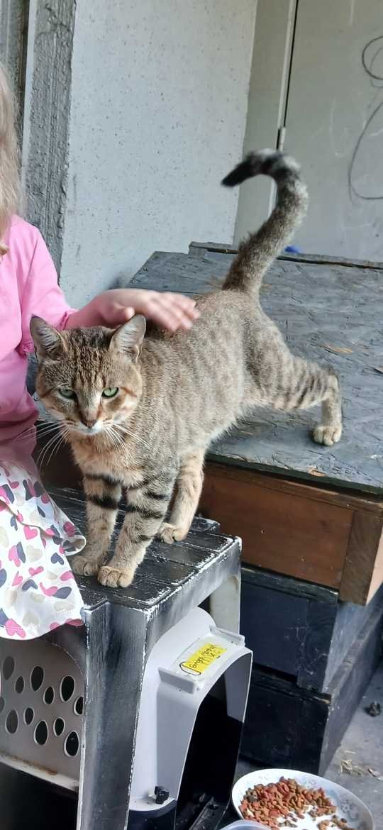Lost Cat in Pensacola, Florida — listing photo