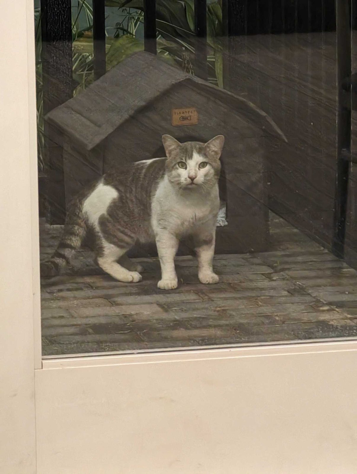 Found Cat in Altamonte Springs, Florida — listing photo