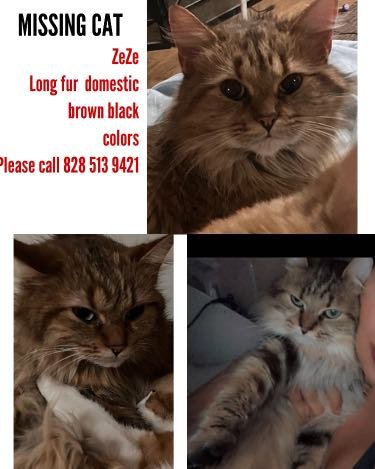 Lost Cat in Mars Hill — listing photo