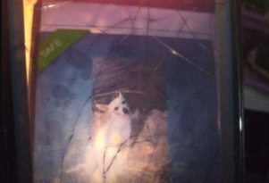 Lost Dog in Deming — listing photo